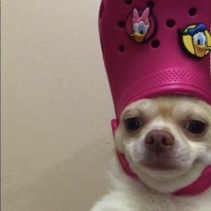 Meet your Posher, Reilly